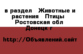  в раздел : Животные и растения » Птицы . Ростовская обл.,Донецк г.